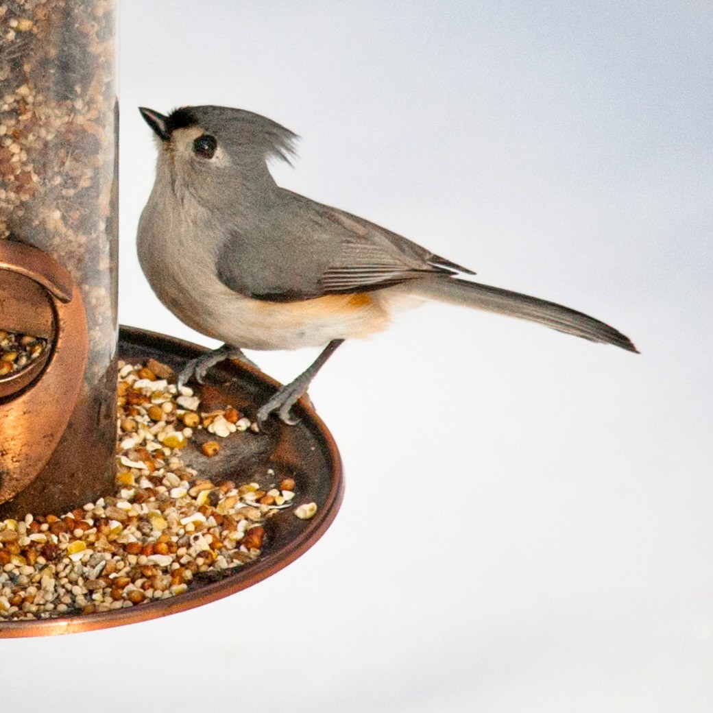 Tufted Titmouse by Paul VanDeWerf is licensed under CC BY 2.0